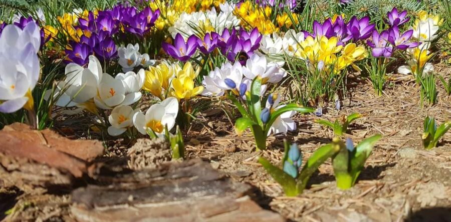 KONKURS PRZYRODNICZY ONLINE